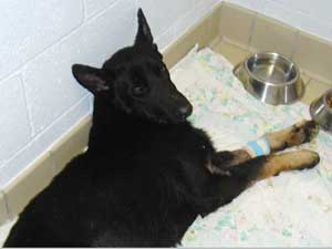 German Shepherds Available for Adoption