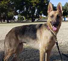 Sw best sale gsd rescue